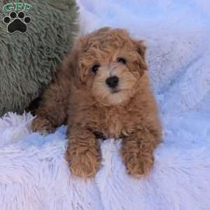 Zeke, Bich-Poo Puppy