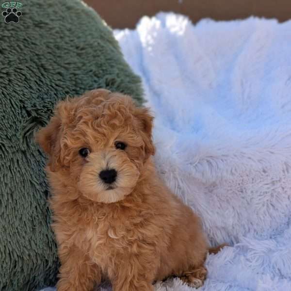 Zeke, Bich-Poo Puppy