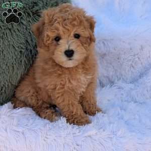 Zeke, Bich-Poo Puppy