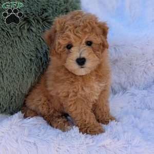 Zeke, Bich-Poo Puppy