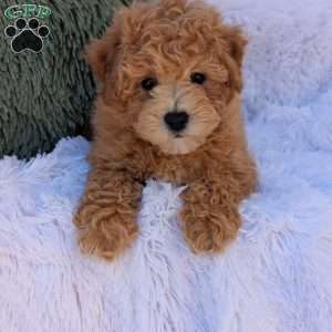 Zeke, Bich-Poo Puppy