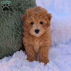 Zeke, Bich-Poo Puppy