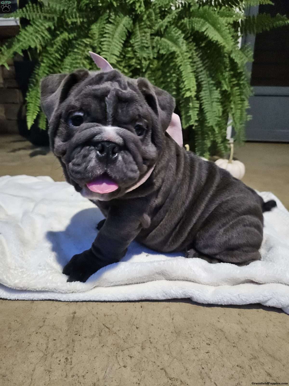 Rory (Bulldog, Female) in Fredericksburg, OH