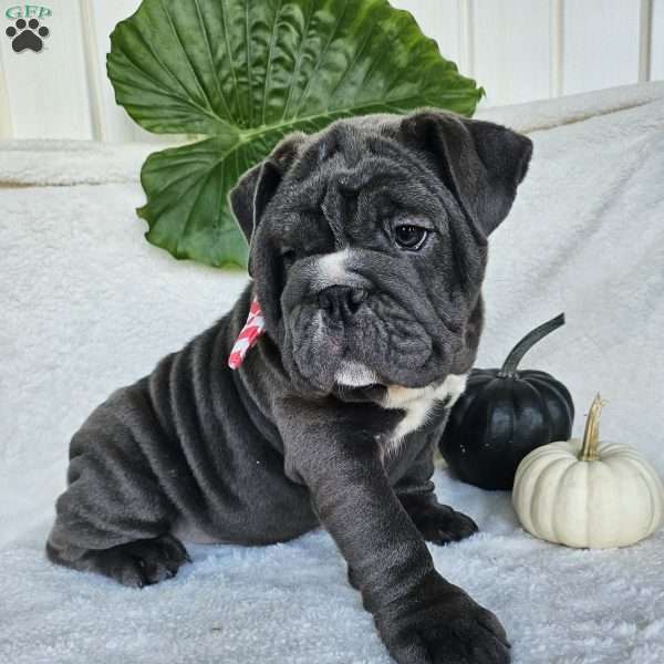Rory, English Bulldog Puppy