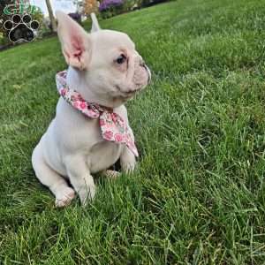 Kelly, French Bulldog Puppy