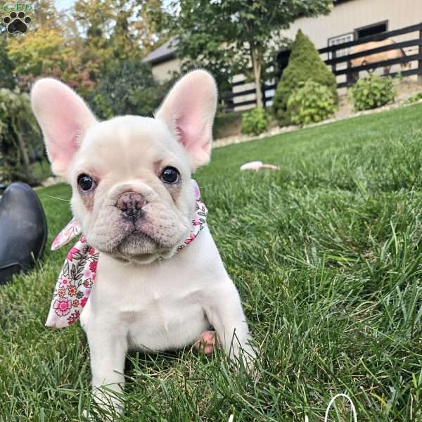 Kelly, French Bulldog Puppy