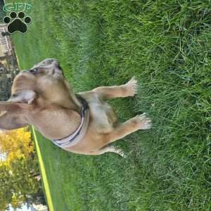 Kyler, French Bulldog Puppy