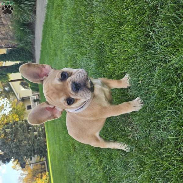 Kyler, French Bulldog Puppy
