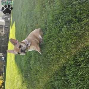 Kyler, French Bulldog Puppy
