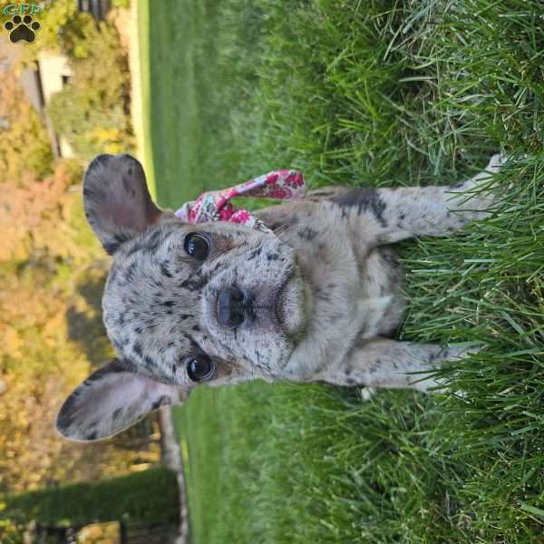 Sammy, French Bulldog Puppy
