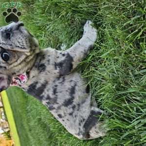 Sammy, French Bulldog Puppy