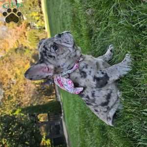 Sammy, French Bulldog Puppy