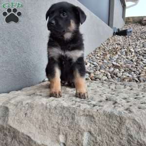 Skye, German Shepherd Puppy