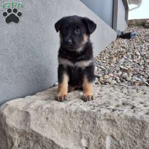 Skye, German Shepherd Puppy
