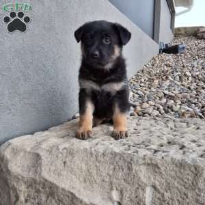 Skye, German Shepherd Puppy