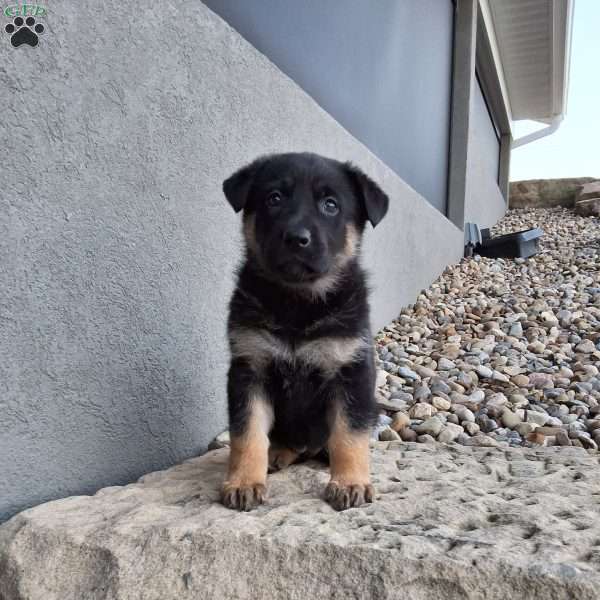 Skye, German Shepherd Puppy