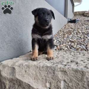 Skye, German Shepherd Puppy