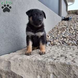 Skye, German Shepherd Puppy
