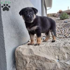 Skye, German Shepherd Puppy