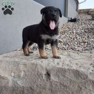 Skye, German Shepherd Puppy