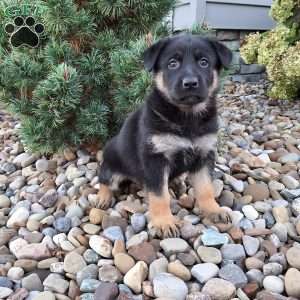 Skye, German Shepherd Puppy