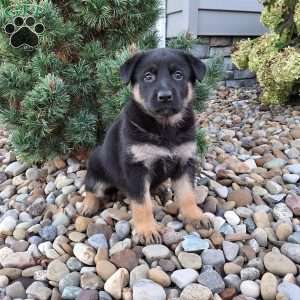 Skye, German Shepherd Puppy
