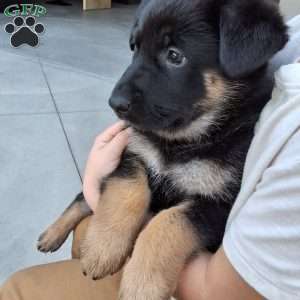 Skye, German Shepherd Puppy