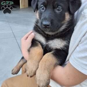 Skye, German Shepherd Puppy