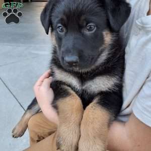 Skye, German Shepherd Puppy