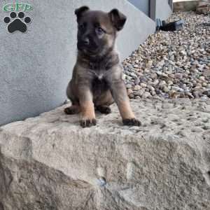 Lily, German Shepherd Puppy