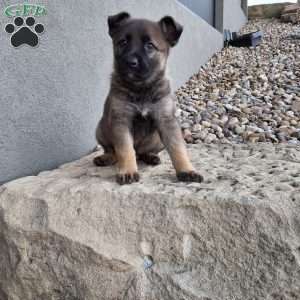 Lily, German Shepherd Puppy