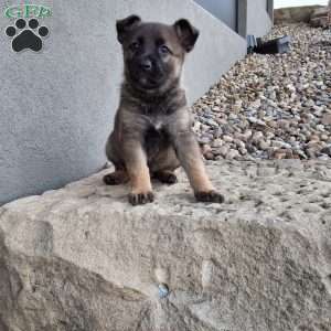 Lily, German Shepherd Puppy