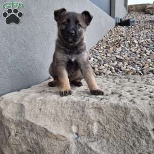 Lily, German Shepherd Puppy
