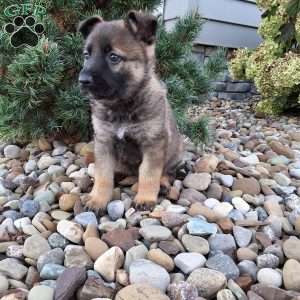 Lily, German Shepherd Puppy