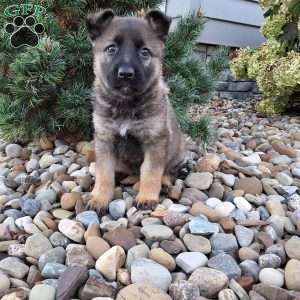 Lily, German Shepherd Puppy