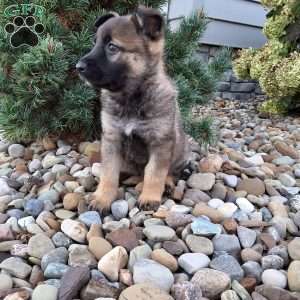 Lily, German Shepherd Puppy
