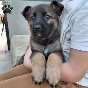 Lily, German Shepherd Puppy