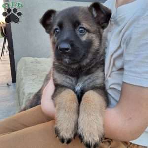 Lily, German Shepherd Puppy
