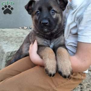 Lily, German Shepherd Puppy