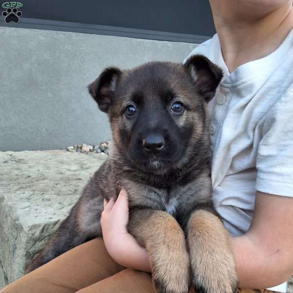 Lily, German Shepherd Puppy