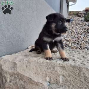 Claudia, German Shepherd Puppy