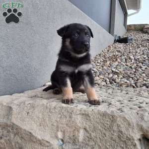 Claudia, German Shepherd Puppy