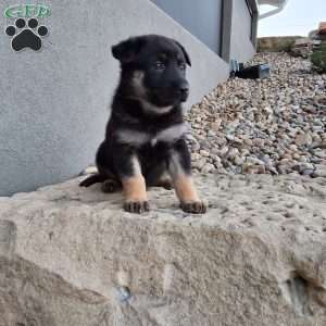 Claudia, German Shepherd Puppy