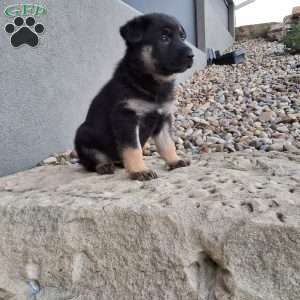 Claudia, German Shepherd Puppy