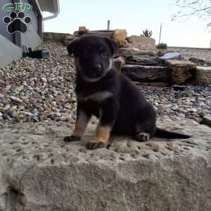 Claudia, German Shepherd Puppy