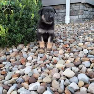 Claudia, German Shepherd Puppy