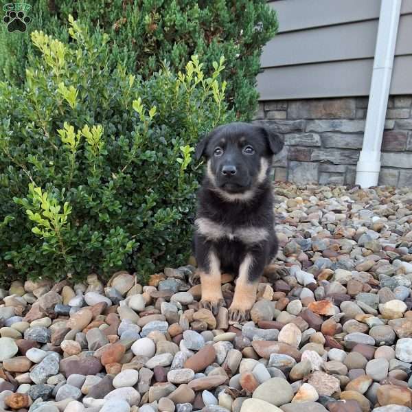 Claudia, German Shepherd Puppy