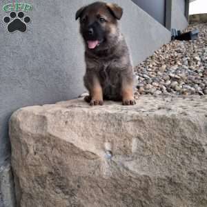 Kobe, German Shepherd Puppy