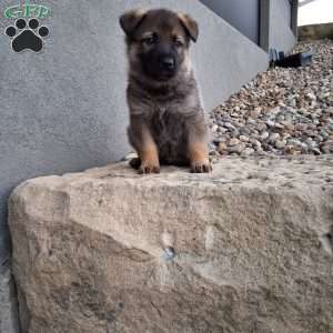 Kobe, German Shepherd Puppy