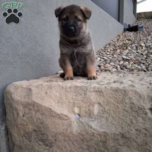 Kobe, German Shepherd Puppy